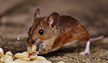 24 Hour & Emergency Exterminators in Carbondale, IL